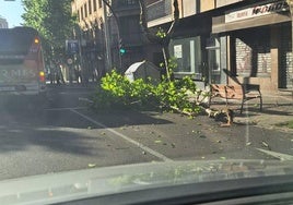 Árbol caído en la avenida Mirat este viernes.