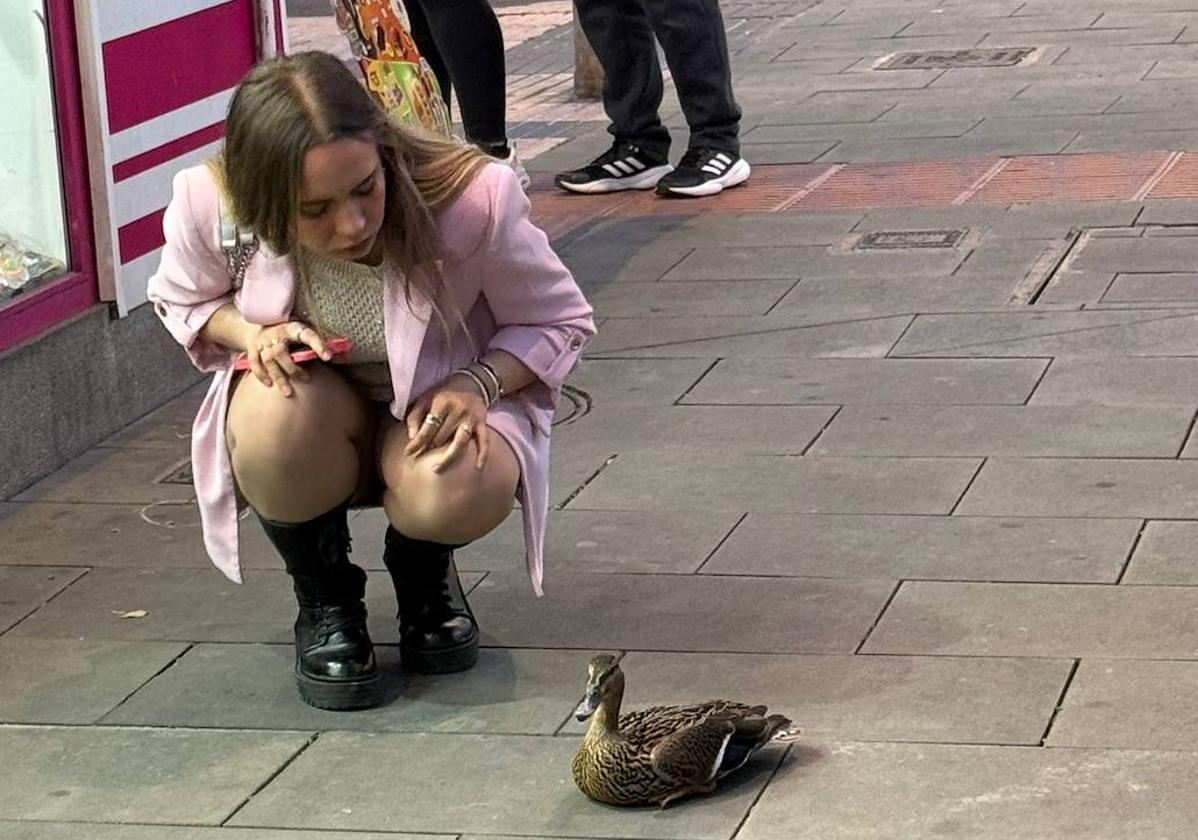Un pato 'desubicado' sorprende a los salmantinos frente al Vialia