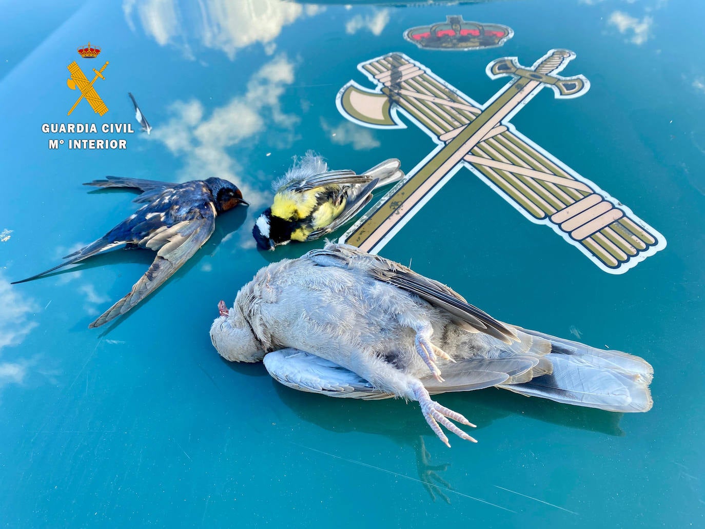 La Guardia Civil investiga a dos cazadores furtivos en Miranda de Azán