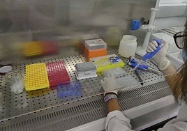 Trabajo de laboratorio para la determinación de enfermedades transmitidas por garrapatas.