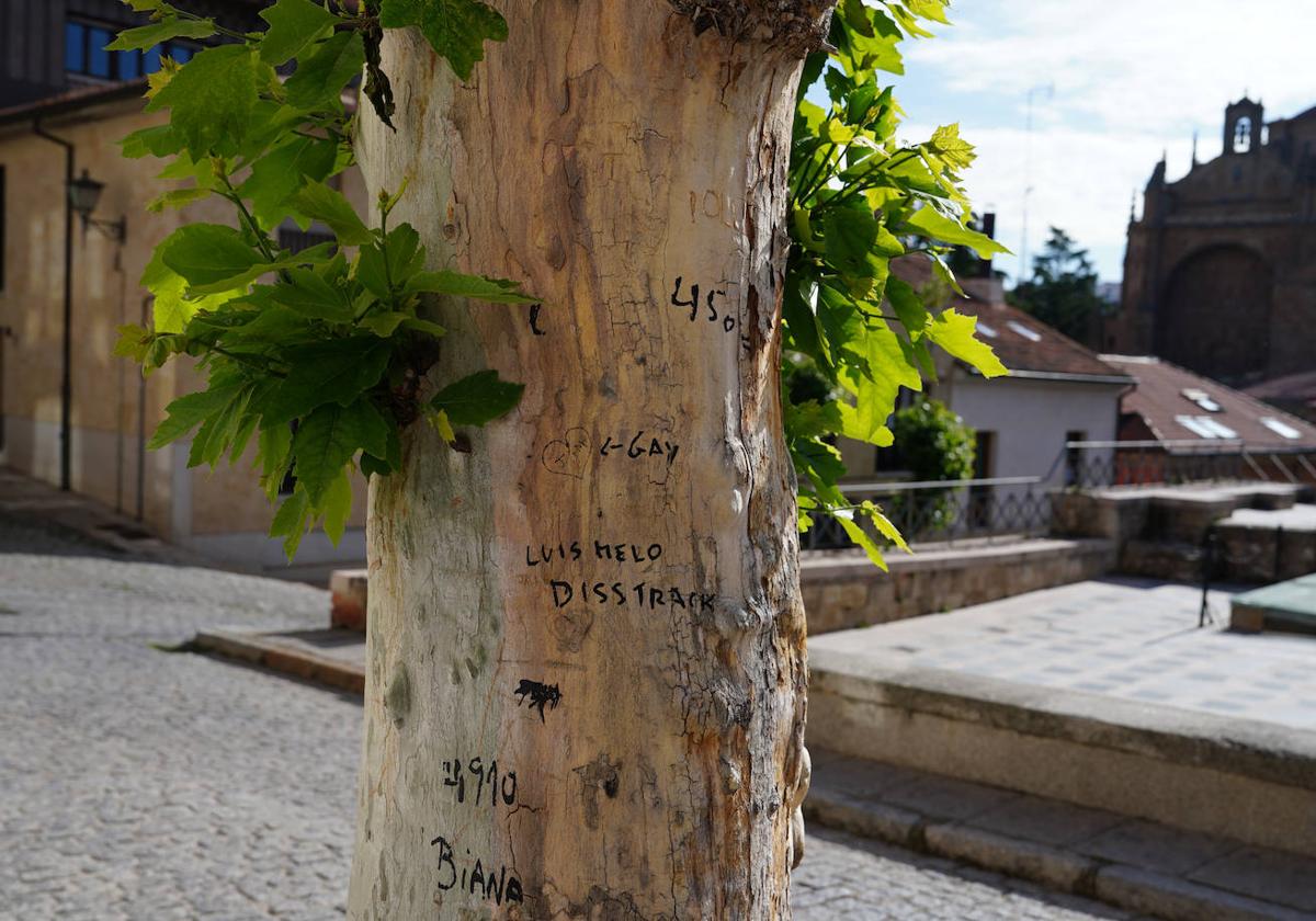 Un árbol 'maquillado'