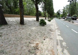 La floración de los árboles de La Aldehuela viste de blanco al parque.