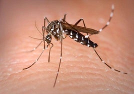 Un mosquito sobre piel humana.
