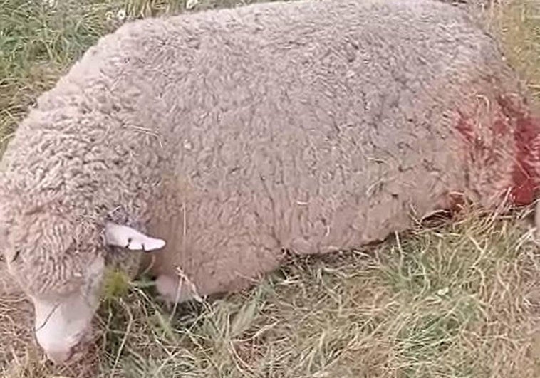 Imagen de una oveja herida tras haber sido atacada por los buitres.