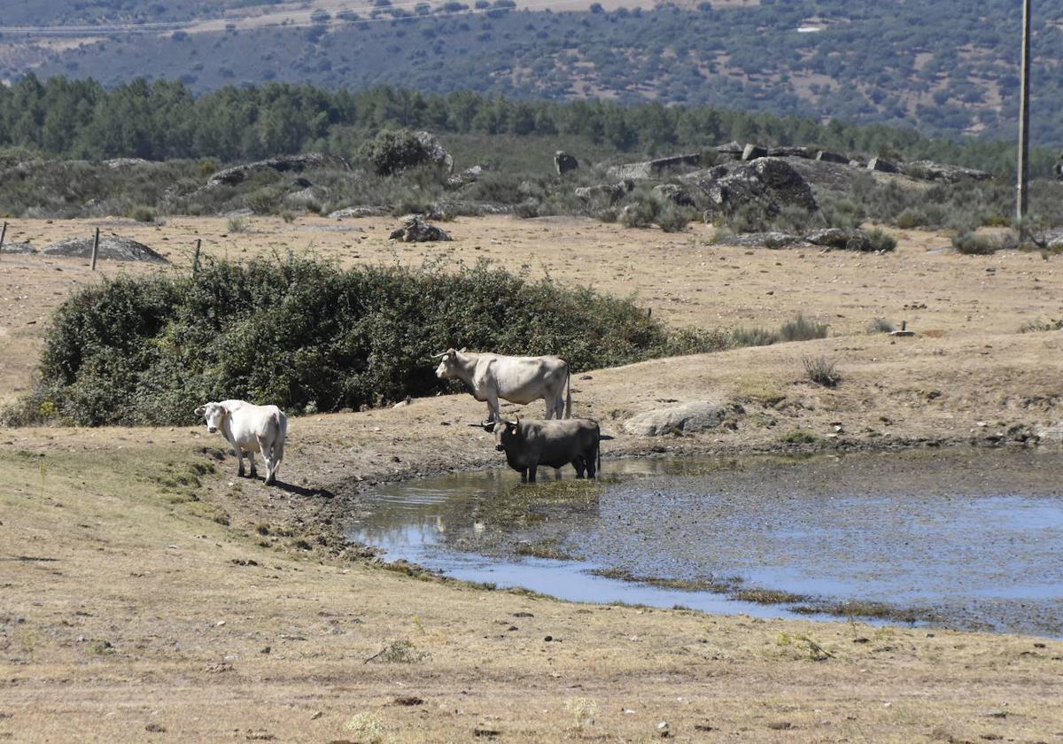 Las cabañuelas avisan con su refrán para esta semana: «La sequía de San Bernarbé, si no viene ahora...»