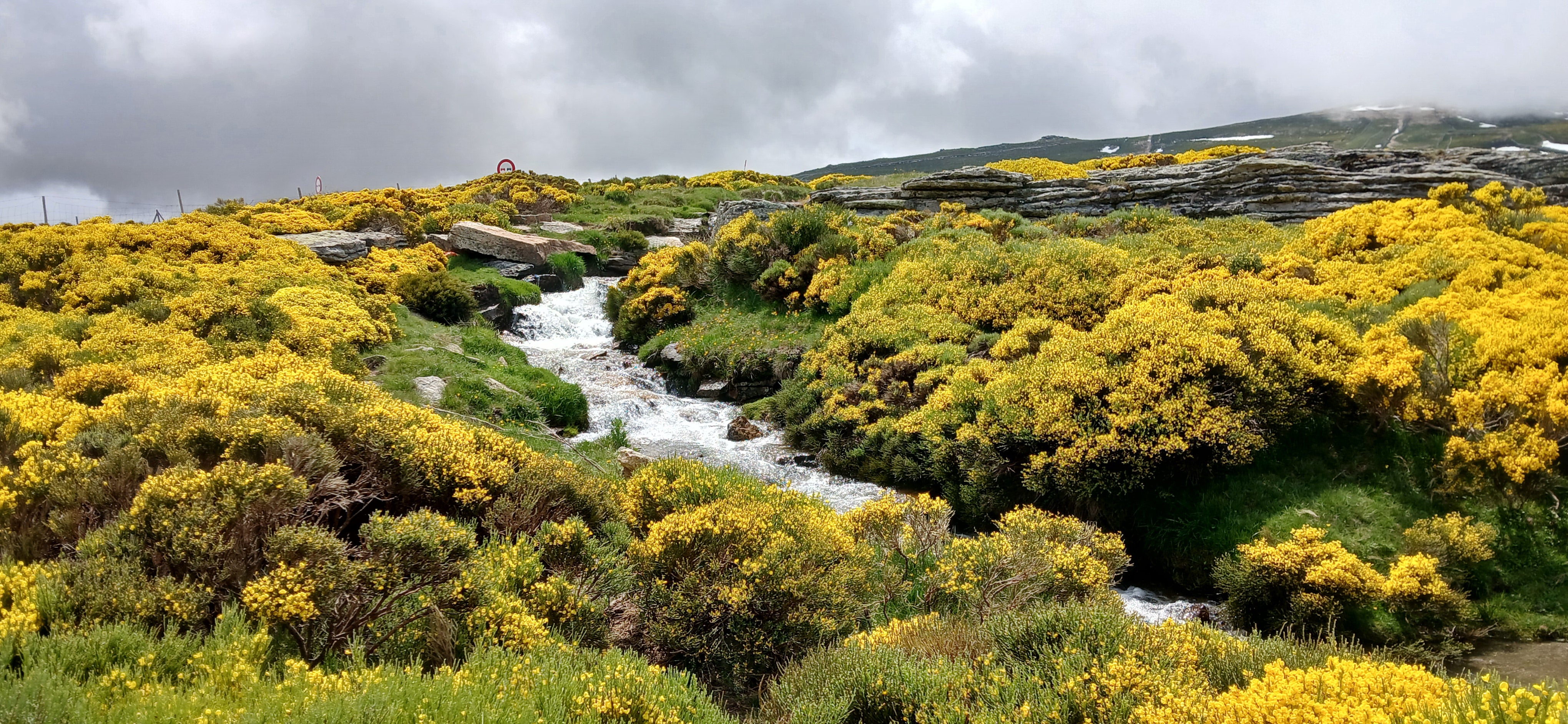 Explosión de color amarillo en la Sierra de Béjar