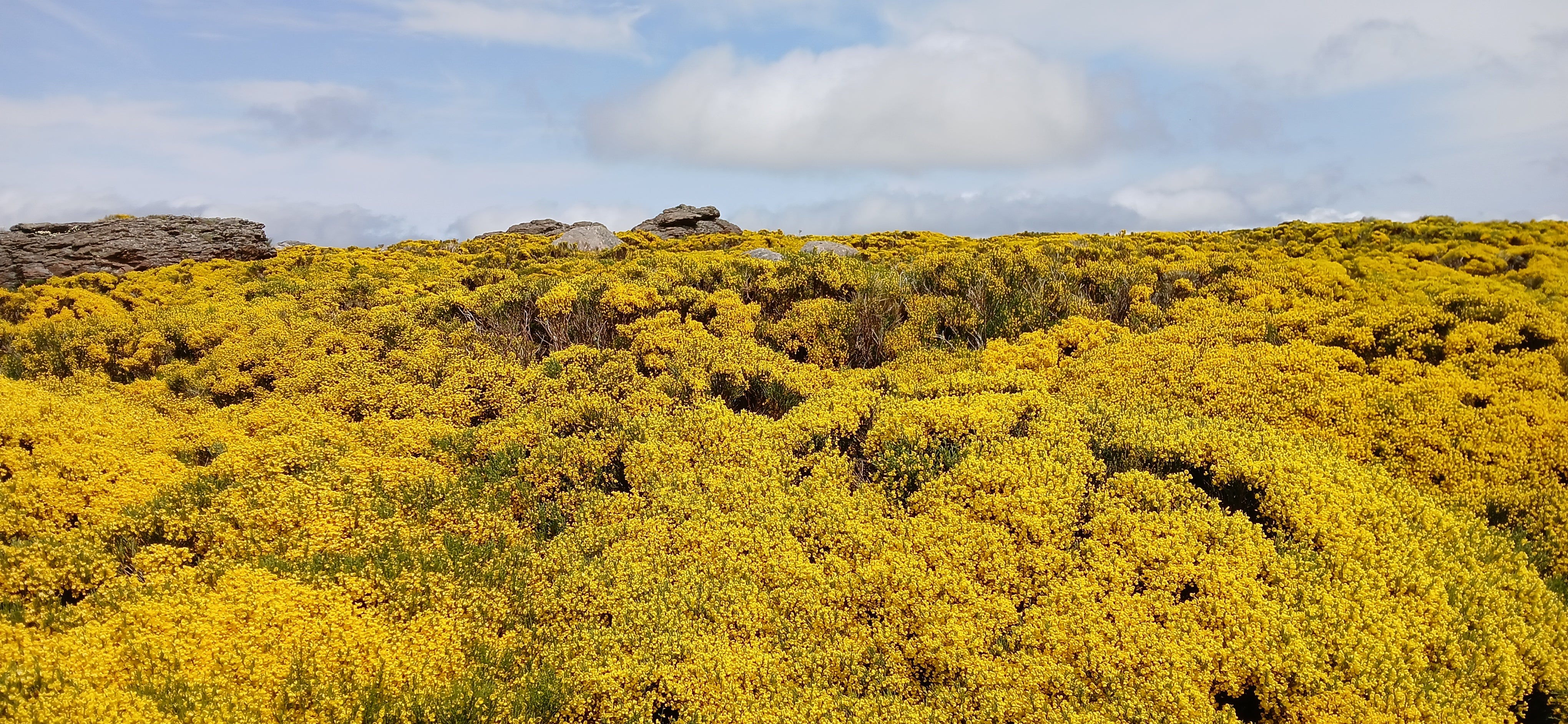 Explosión de color amarillo en la Sierra de Béjar
