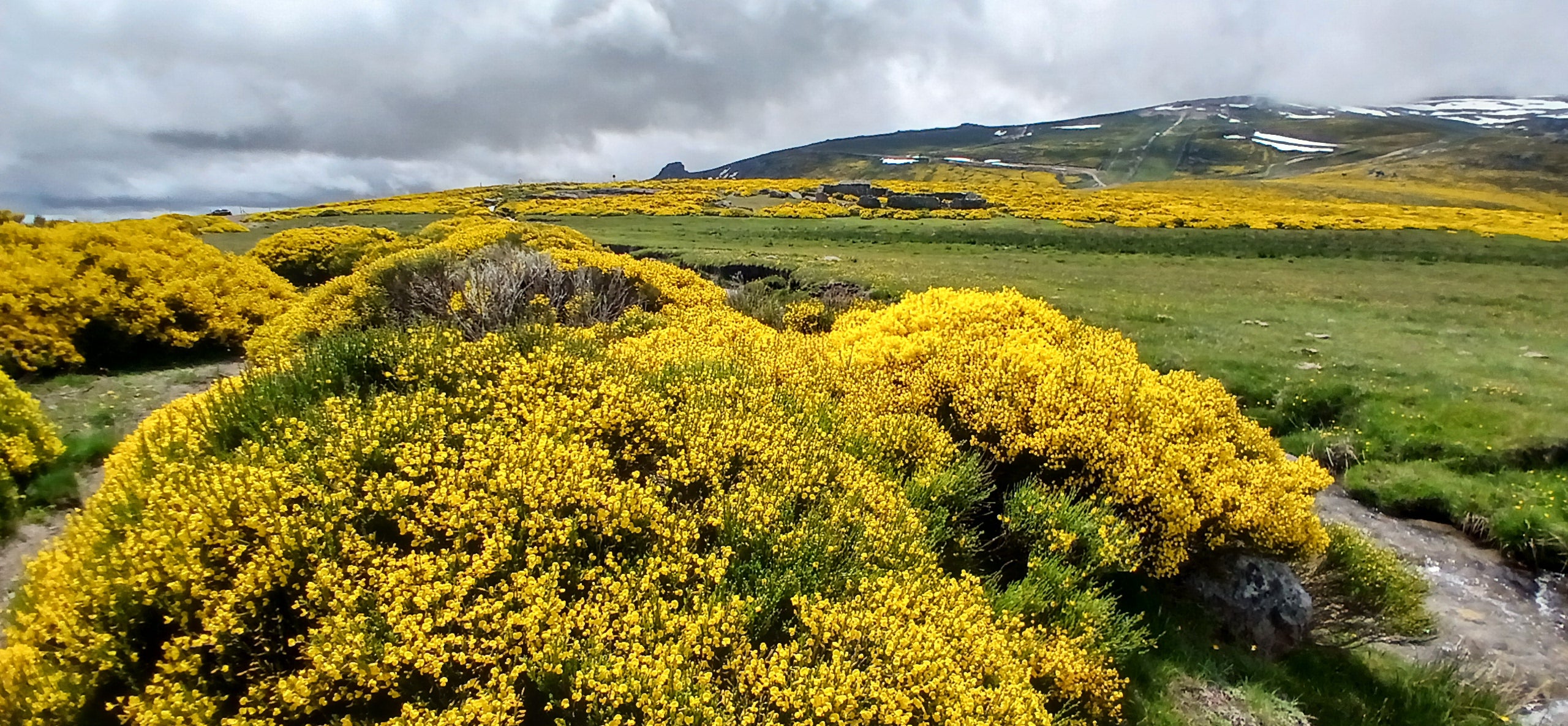Explosión de color amarillo en la Sierra de Béjar