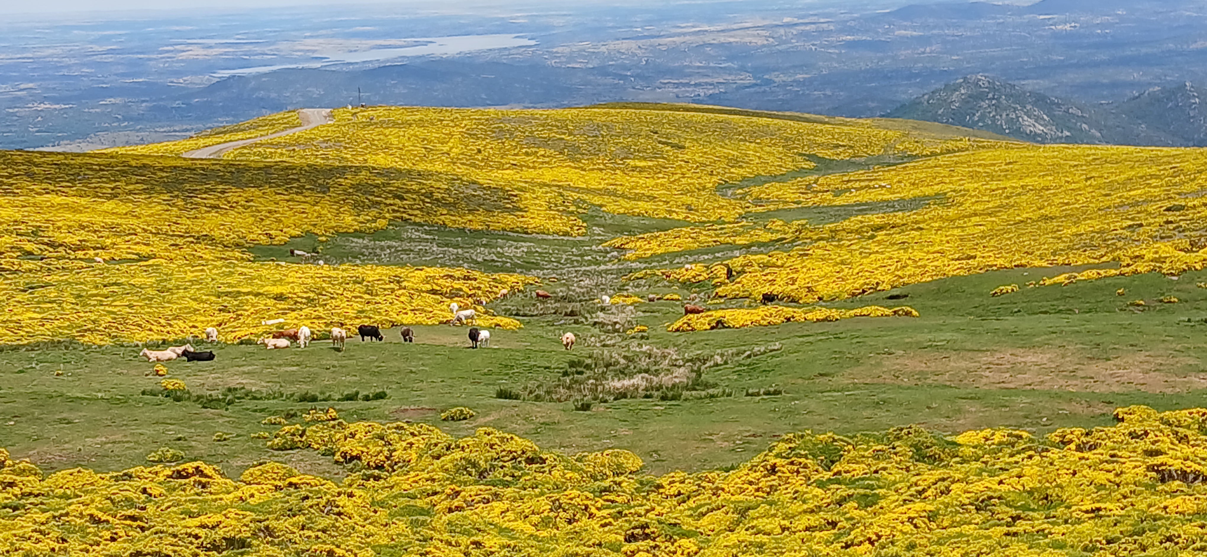 Explosión de color amarillo en la Sierra de Béjar