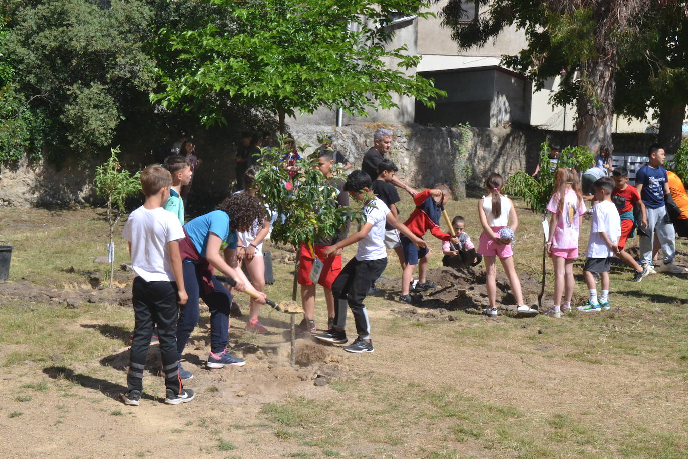 Ciudad Rodrigo celebra una multitudinaria plantación de árboles