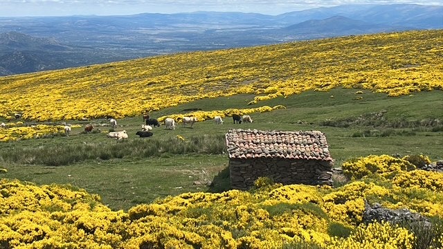 Explosión de color amarillo en la Sierra de Béjar