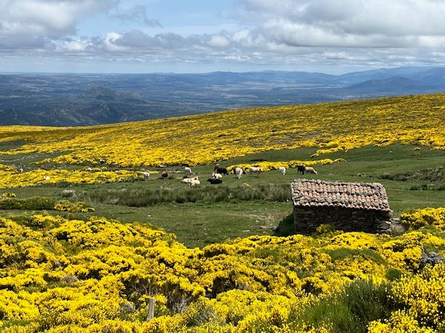 Explosión de color amarillo en la Sierra de Béjar