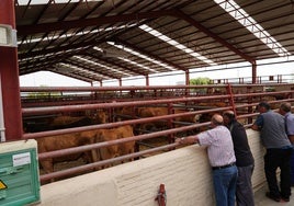 Nave exterior de las vacas, en el mercado de Salamanca.