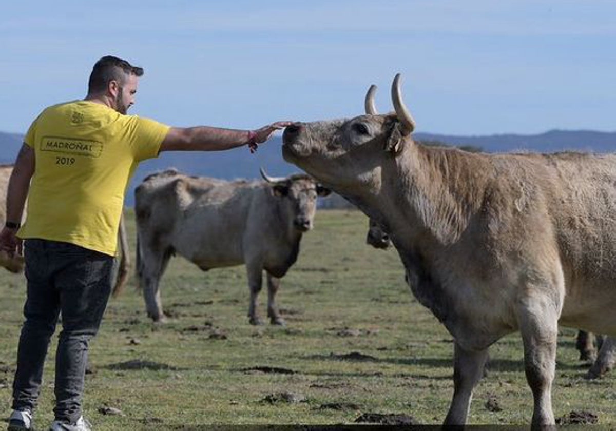 Álvaro Matías acaricia a una de sus vacas, en la busca la docilidad.