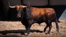 Chorlito, el toro de la alternativa con el que confirmará Ismael Martín en Madrid.