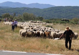 Marce Puente conduce a sus ovejas por el cordel