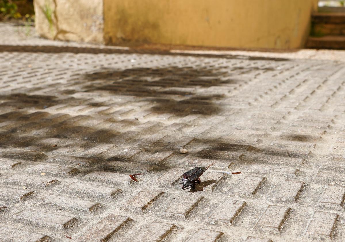 Una cucaracha se pasea por las calles de Salamanca.