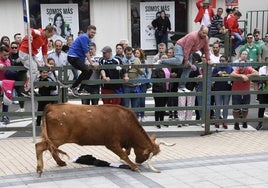 Un astado embiste durante uno de los encierros del Corpus.