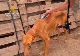 Otro caso de maltrato animal rescatado por los agentes del Seprona.