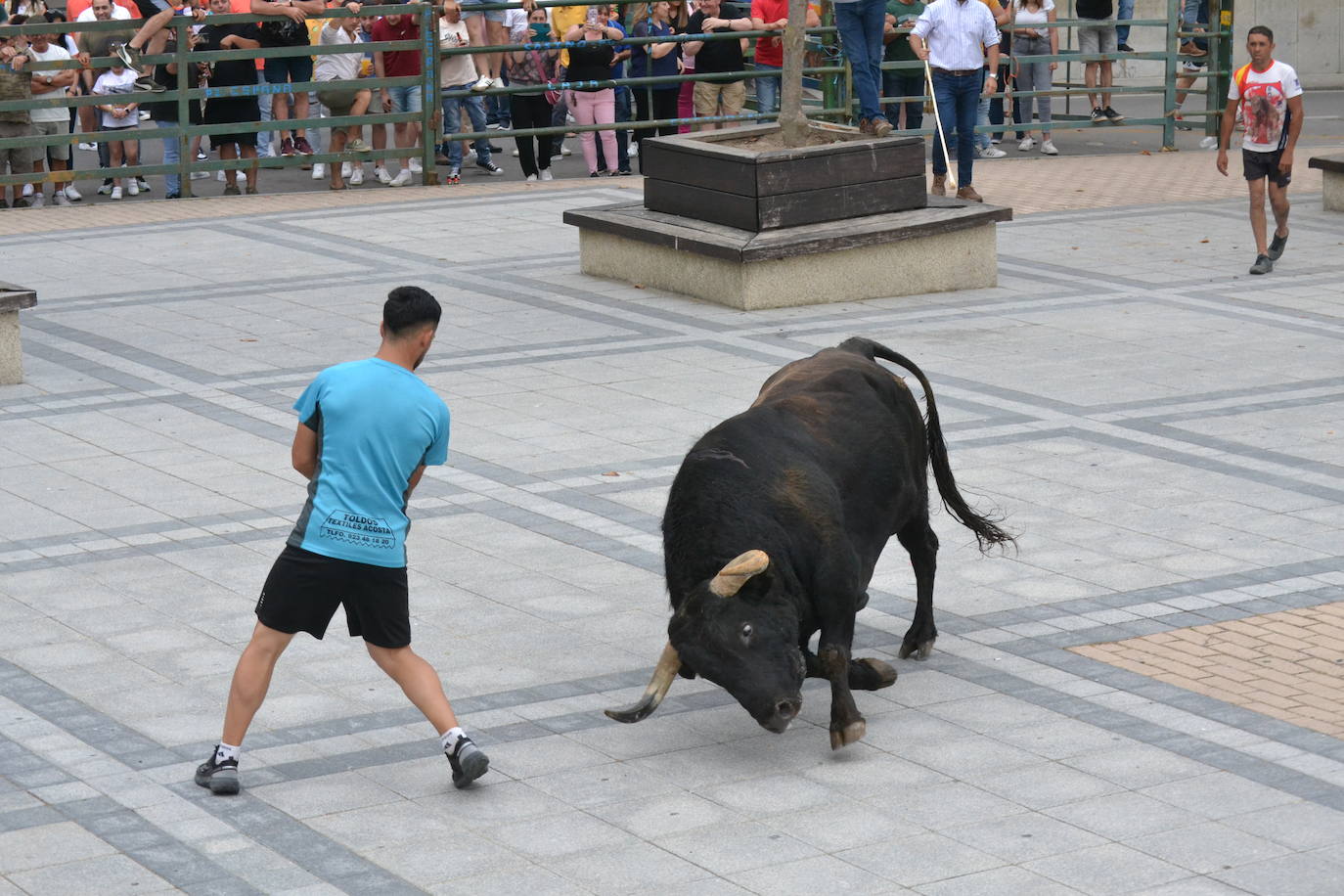 ‘Músico’ saca brillo al IX Toro de Cajón de Vitigudino