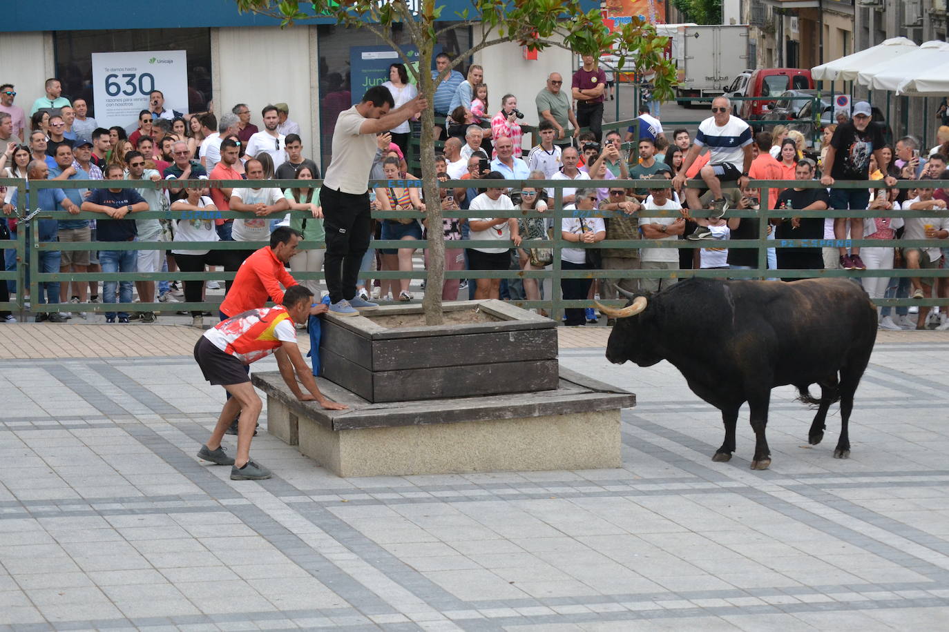 ‘Músico’ saca brillo al IX Toro de Cajón de Vitigudino