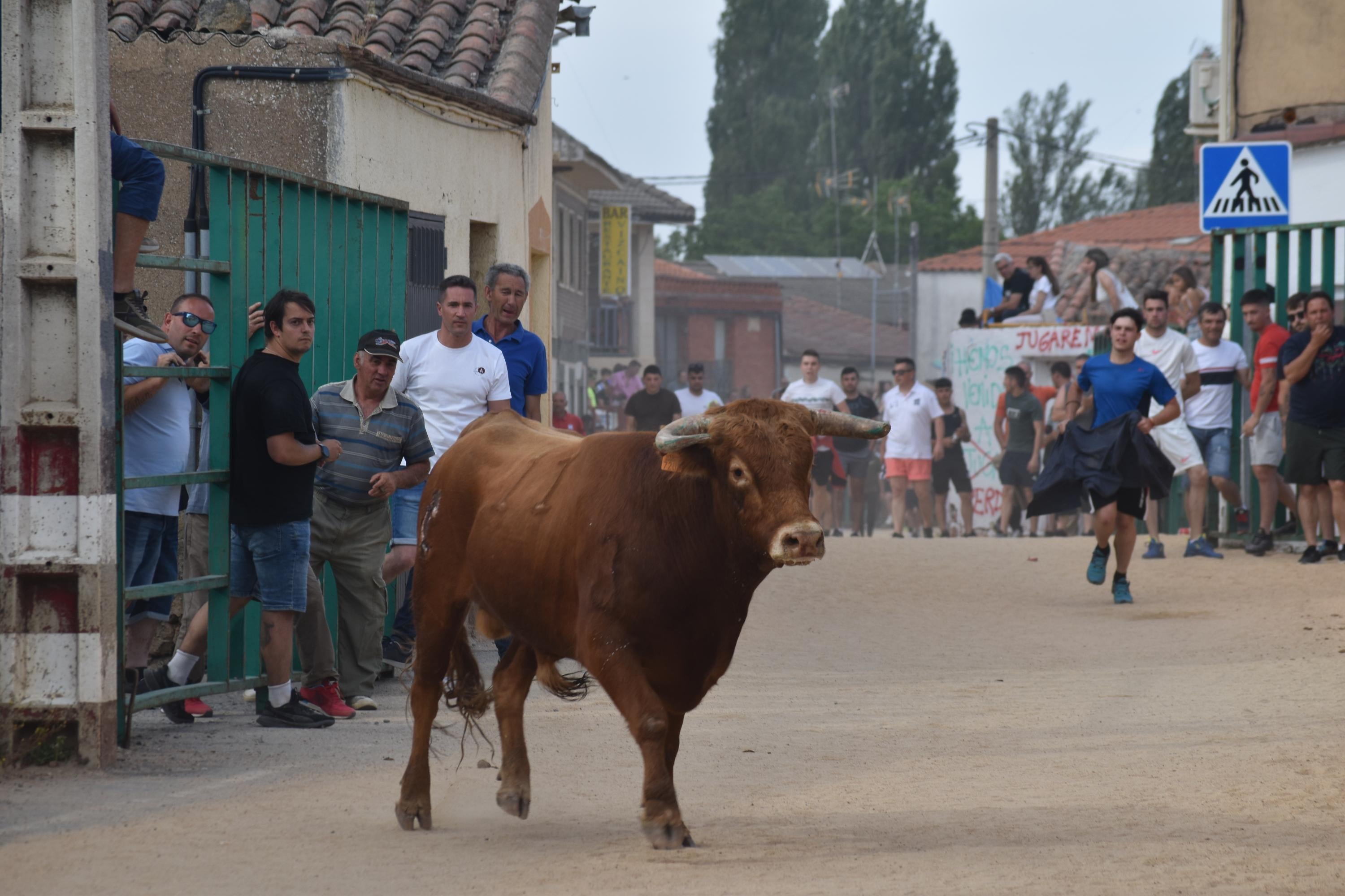 Pasión taurina en Topas antes de cerrar las fiestas en honor a San Antonio