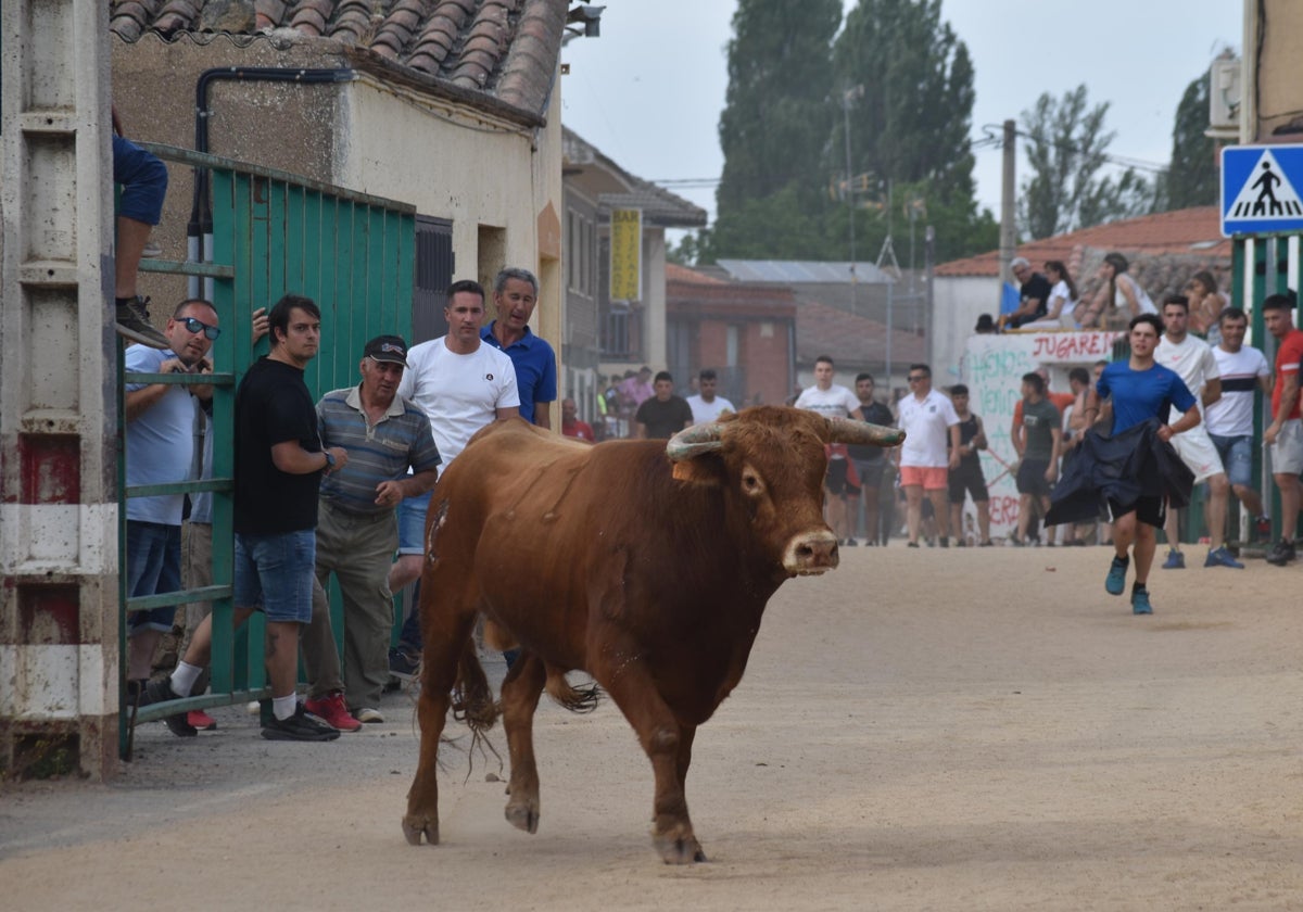 Pasión taurina en Topas antes de cerrar las fiestas en honor a San Antonio