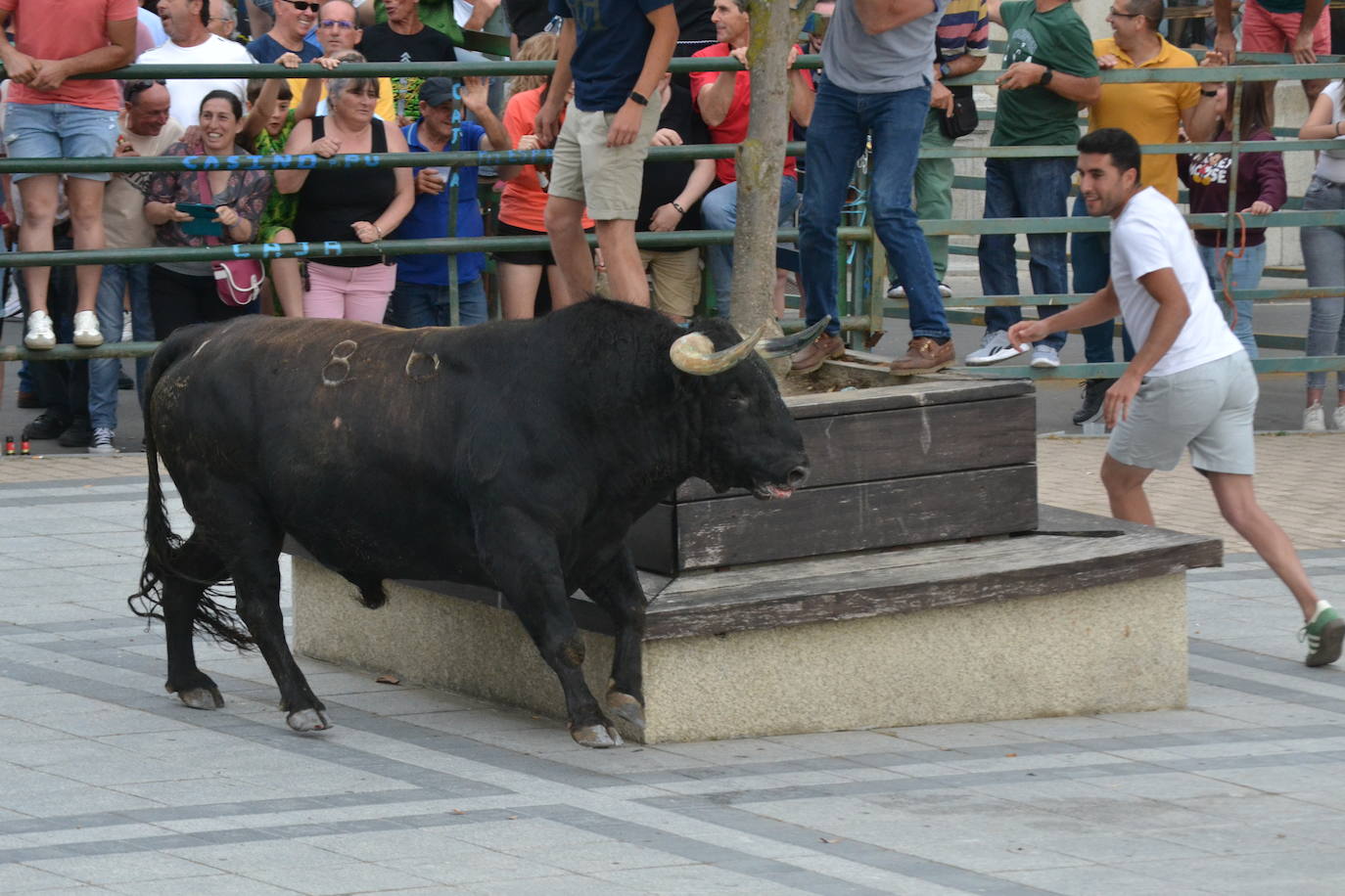 ‘Músico’ saca brillo al IX Toro de Cajón de Vitigudino