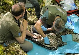 Tres agentes medioambientales, con un quebrantahuesos.