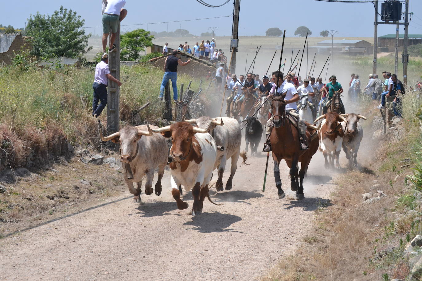 Vibrante encierro a caballo en Martín de Yeltes