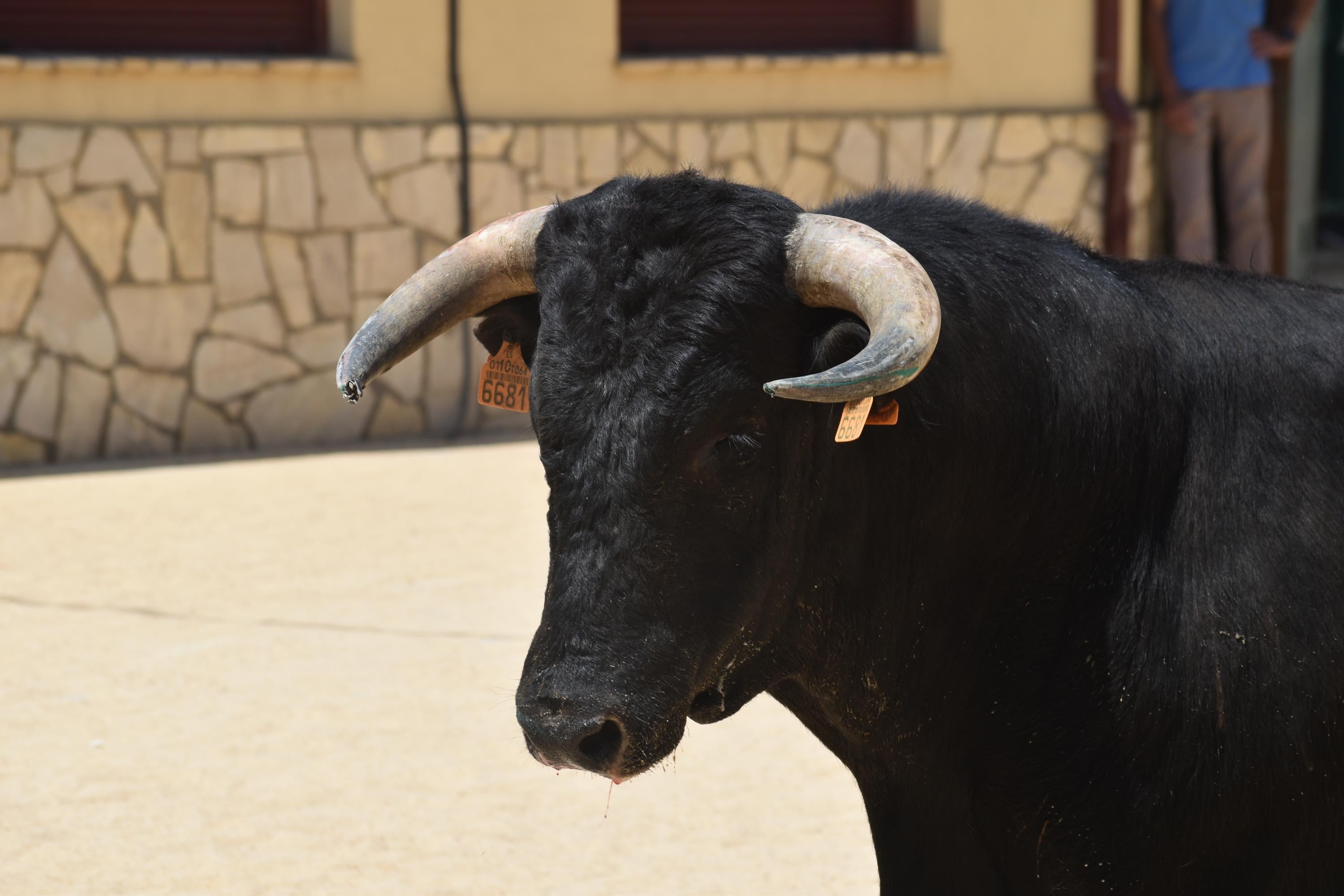 Topas disfruta de ‘Piñero’, ‘Campero’ y ‘Lagrimoso’