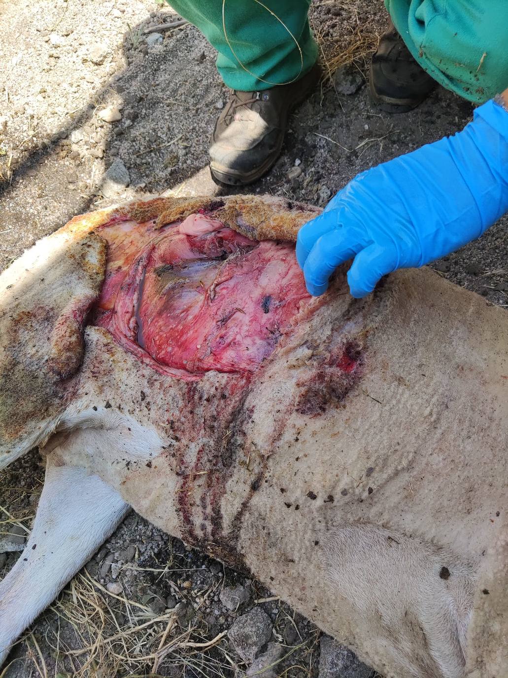 Dos ovejas muertas en Carpio de Azaba en un ataque de buitres