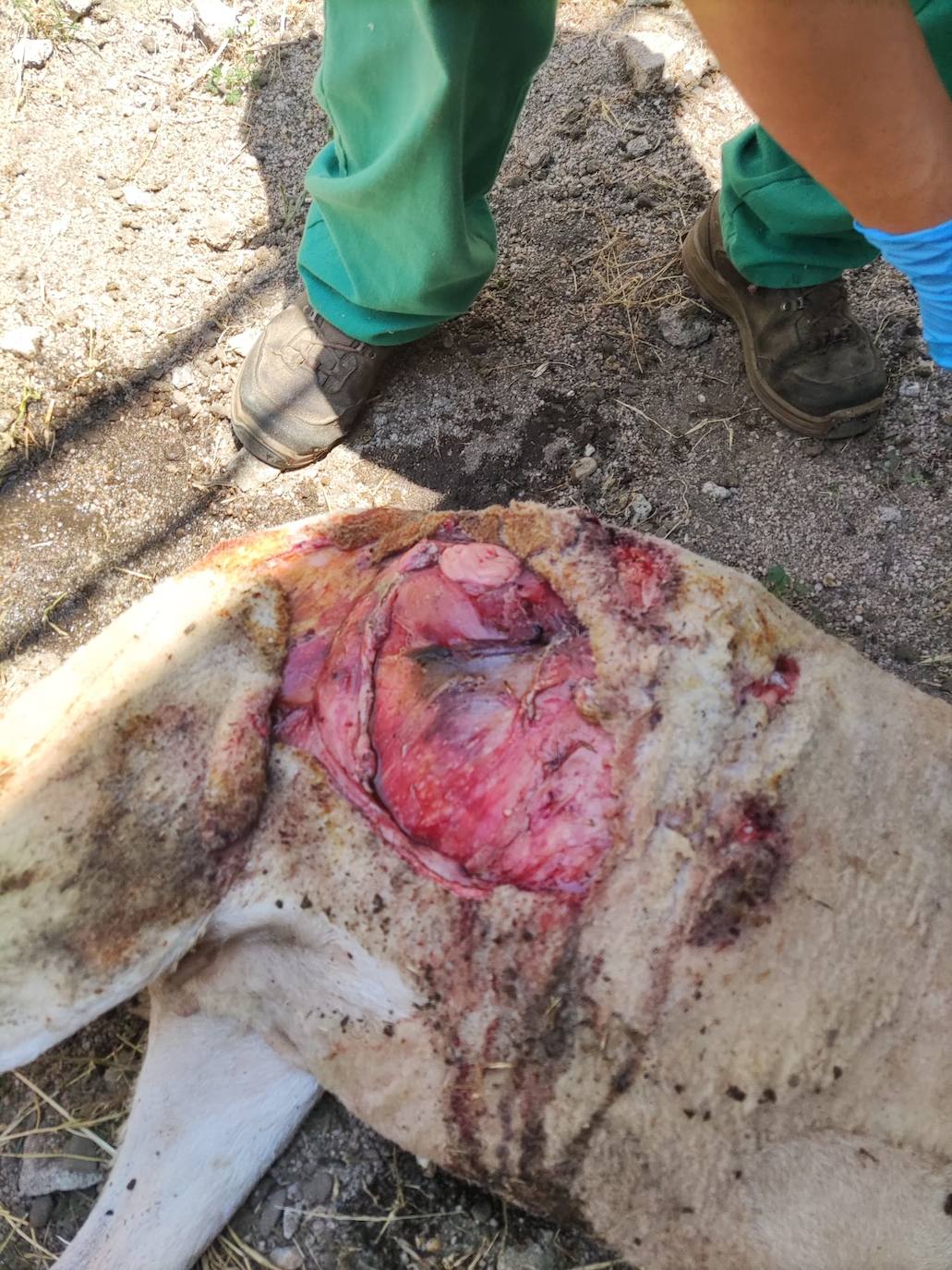 Dos ovejas muertas en Carpio de Azaba en un ataque de buitres