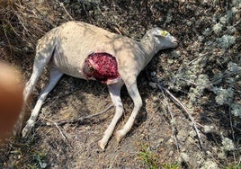Una de las ovejas muertas tras el ataque.