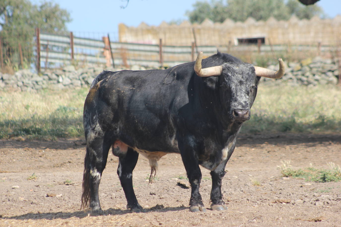 Bellotito, número 26, un toro de preciosa lámina y pelaje.