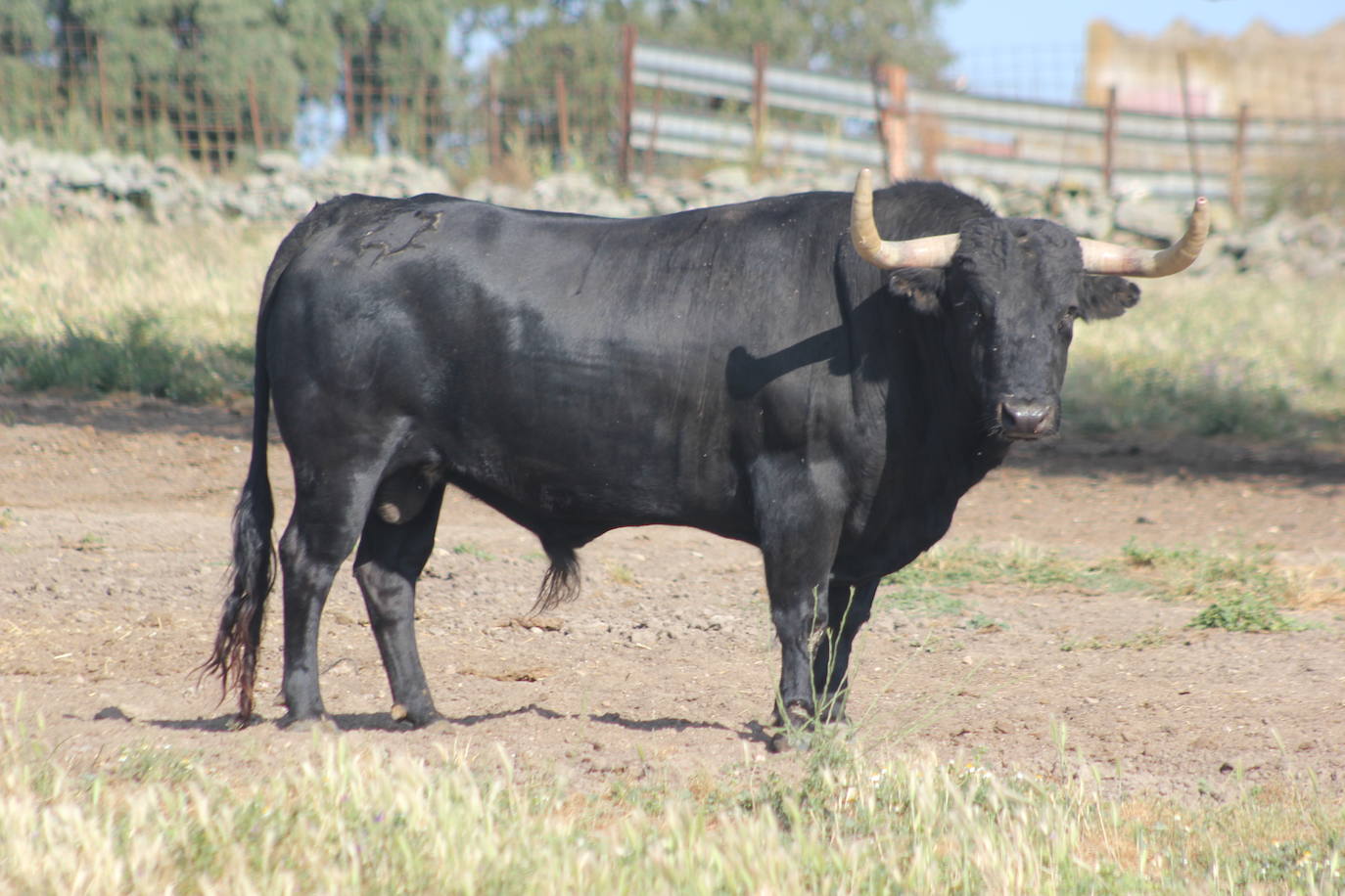 Dudosillo, número 14, uno de los toros cuatreños.