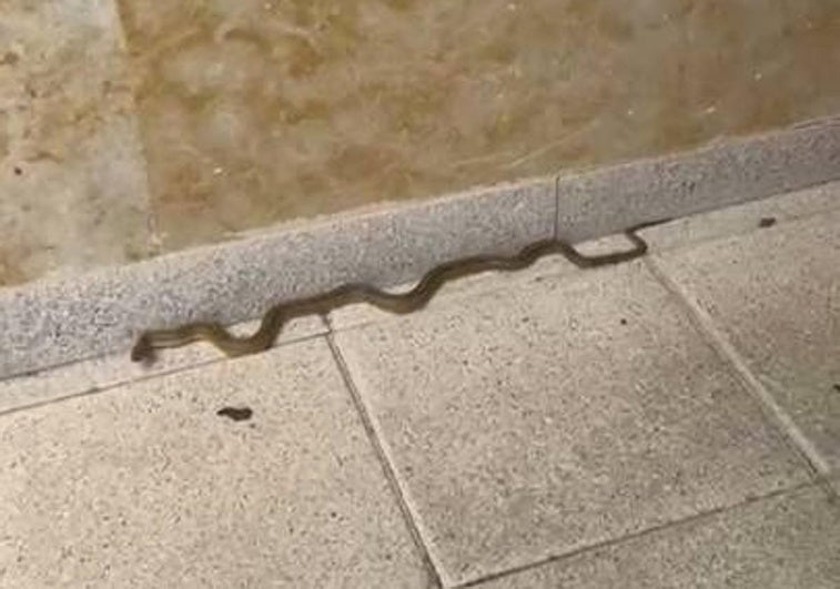 La serpiente repta por el exterior de un portal de un bloque de edificios de Ciudad Jardín.