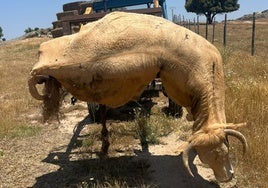 La vaca muerta, trasladada de la explotación de Ledesma.