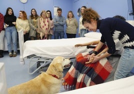Imagen de archivo de un curso con perros terapéuticos.