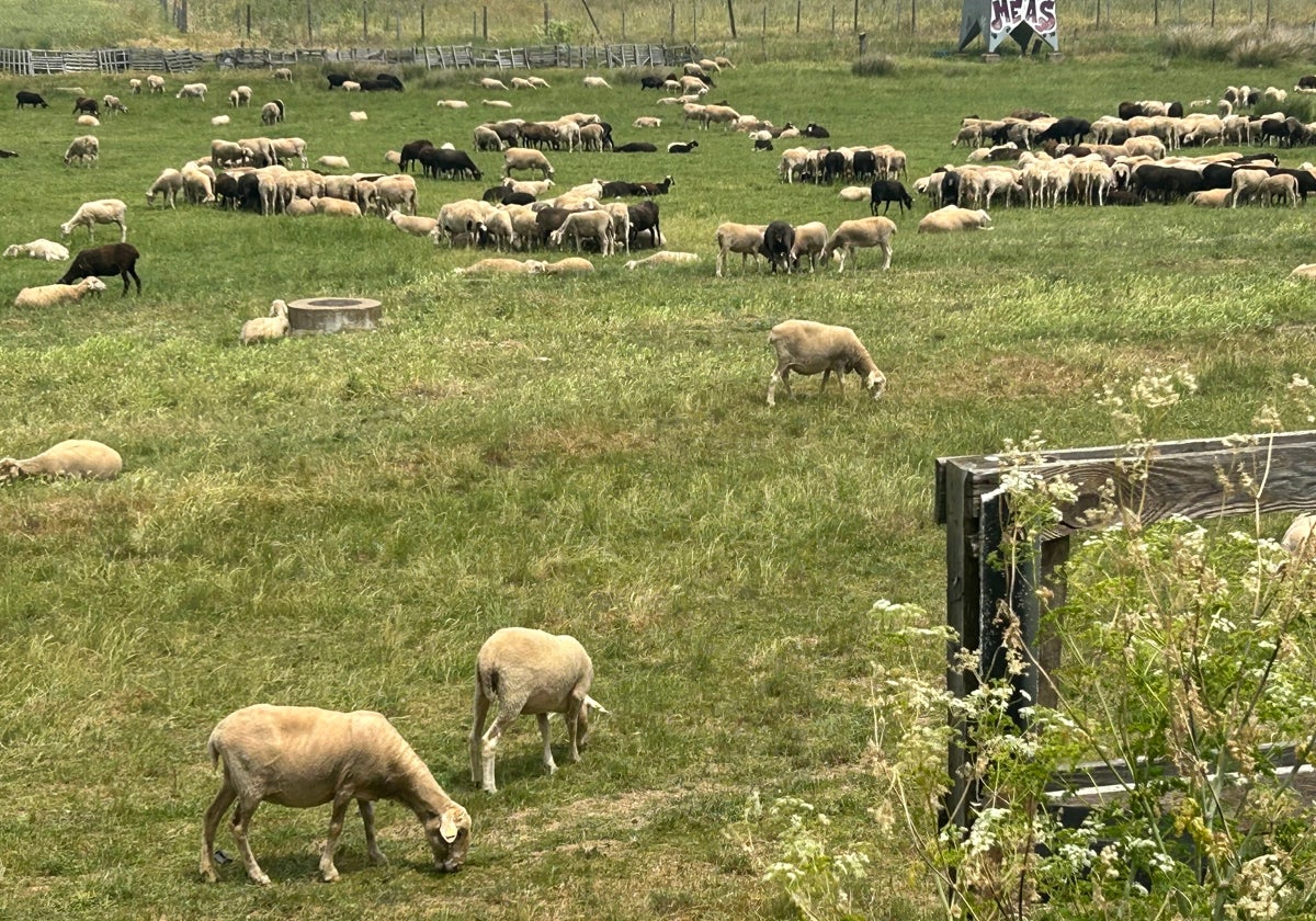 Las ovejas se protegen del calor en grupo y dándose sombra unas a otras.