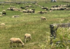 Las ovejas se protegen del calor en grupo y dándose sombra unas a otras.