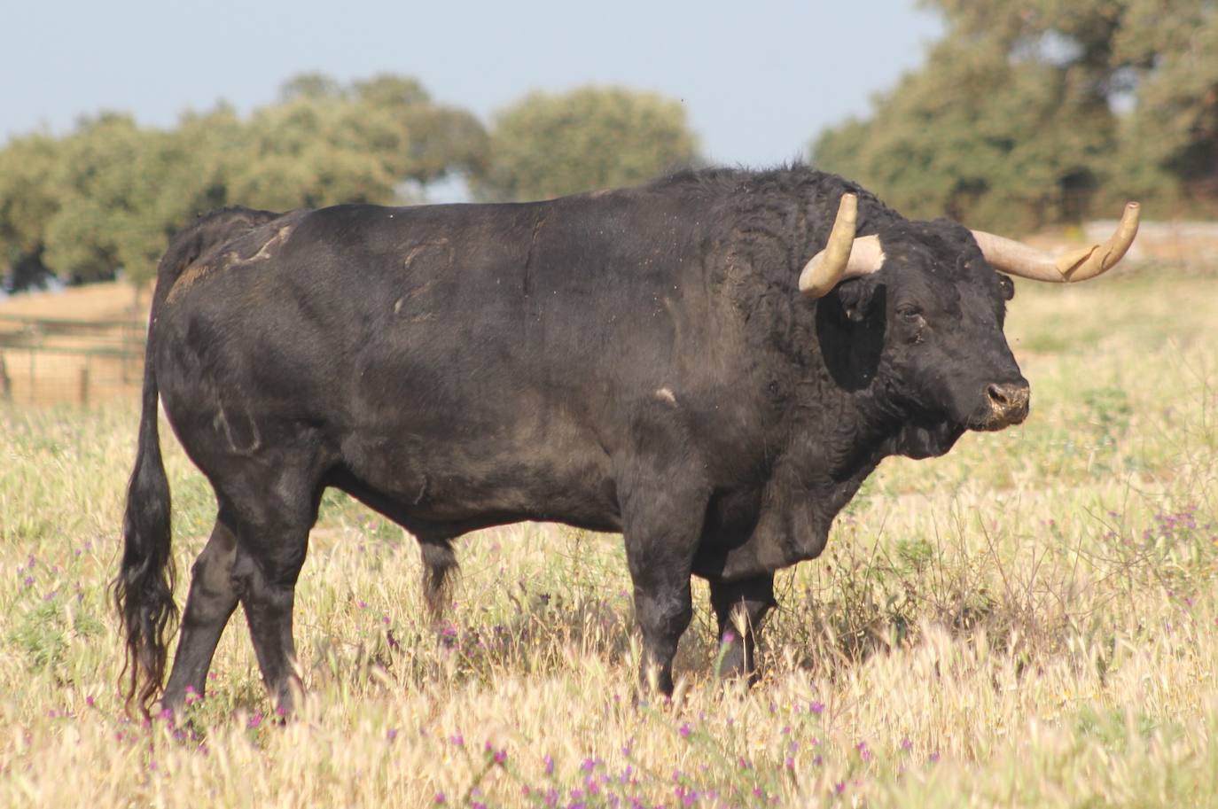 Mariposo, el número 21, es nieto de Rayito, el toro de Valdefresno que se indultó en la Monumental de Barcelona en 2010.