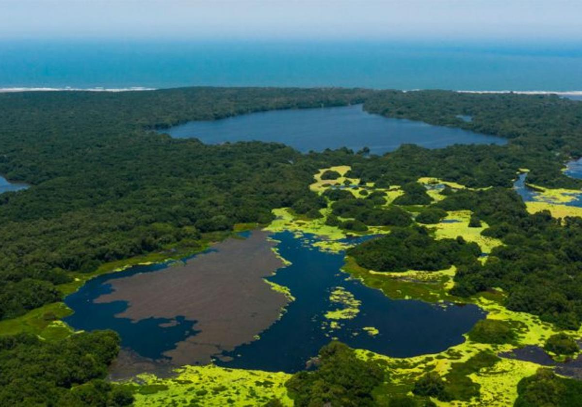 Imagen de las aves volando sobre la Vía Parque Isla de Salamanca extraída de la página oficial del Gobierno de Colombia.