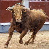 Brigadier, en su salida al ruedo de Las Ventas el pasado 14 de mayo.
