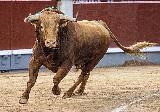 Brigadier, en su salida al ruedo de Las Ventas el pasado 14 de mayo.