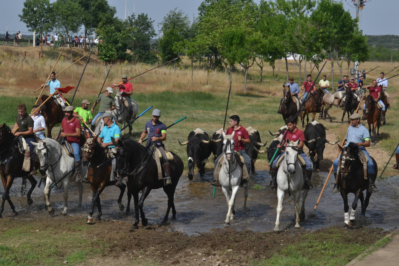 Rápido y bello trabajo caballista en Sancti Spíritus
