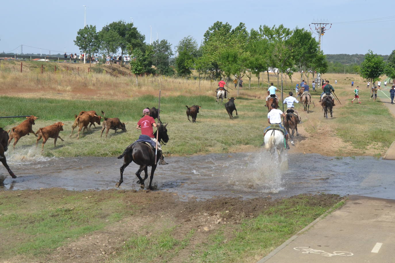 Rápido y bello trabajo caballista en Sancti Spíritus