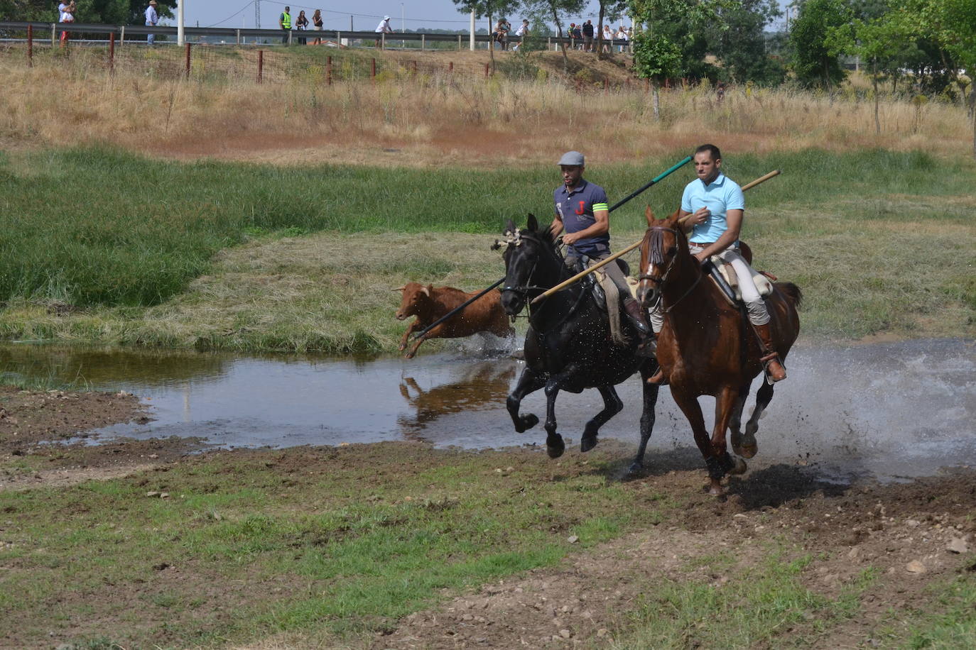 Rápido y bello trabajo caballista en Sancti Spíritus