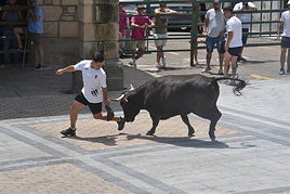 Un mozo recorta a uno de los novillos