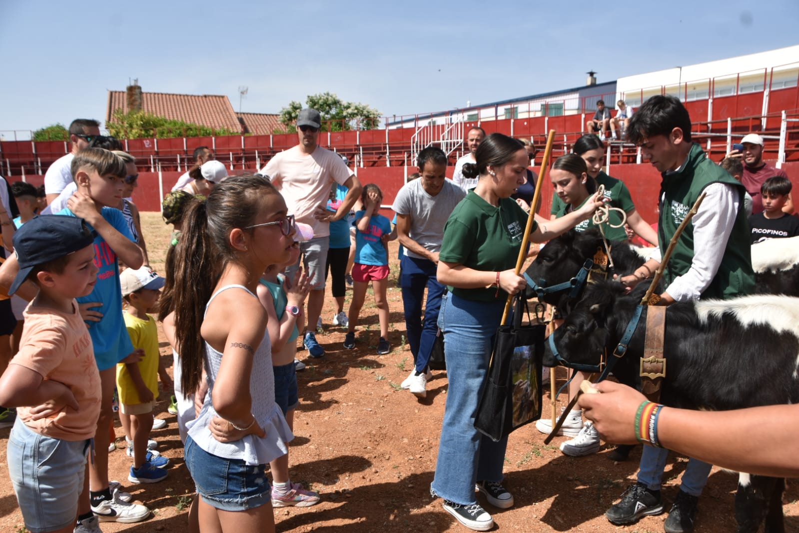 Diversión en el encierro de mini bueyes en Aldeatejada
